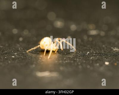 Pale comb-footed spider (Paidiscura pallens) in macro view in Les Planches-en-Montagne, France Stock Photo