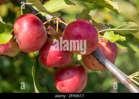 Five red crab apples growing on a diagonal branch against  blurred green foliage, capturing the colours and abundance of early autumn. Stock Photo
