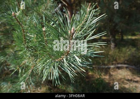 Close up of the needles on the branch of a Scots pine tree (Pinus sylvestris) Stock Photo