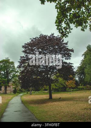 Tree-lined pathway through a historic English park with mature trees and open grassland Stock Photo