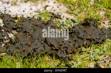 Flies gathering on fresh animal dung, playing a role in the natural ecosystem Stock Photo