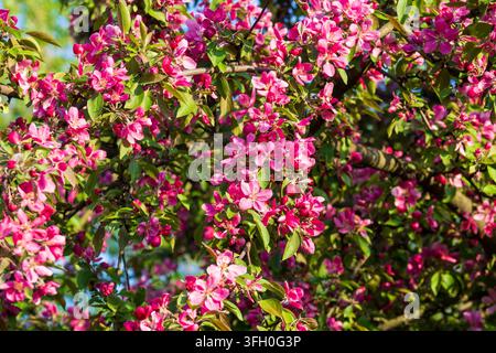 Stunning ornamental apple tree covered with vibrant pink flowers in spring garden. Blooming paradise concept. Perfect nature background for floral des Stock Photo
