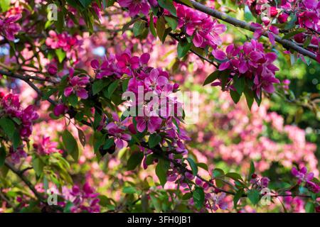 Lush pink malus tree branches in sunny spring garden. Beautiful dense flowers blooming in bright sunlight. Natural background for your designs Stock Photo