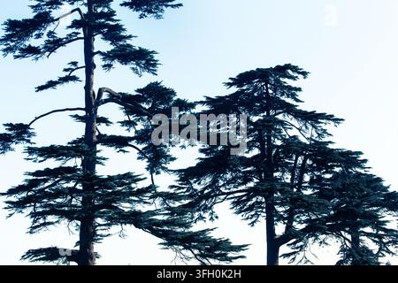 Historic cedar trees stand in the Rose Garden at Hampton Court Palace, beautifying the royal estate's sprawling grounds. Stock Photo