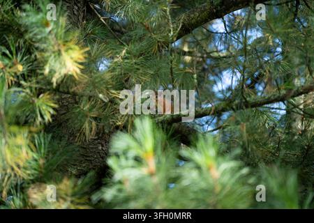 A red squirrel (Sciurus vulgaris) perches in a pine tree to forage near Rovaniemi Cathedral, Finland. Stock Photo