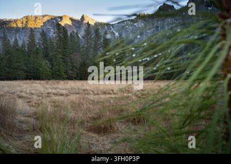 Sunrise over El Capitan in Yosemite Valley, CA. A dewy pine branch frames the meadow to capture nature's serene morning beauty. Stock Photo