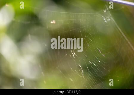 Delicate spider web threads catching backlight against a green bokeh background Stock Photo