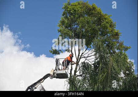 BRISBANE - FEB 27  2023:Arborists cutting branch of a tree with chainsaw using truck-mounted lift.Arborists is tree care professional who trained and Stock Photo