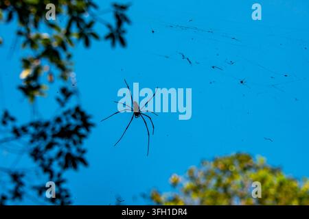 Giant Golden Orb-Weaver Spider - Australian Northern Territory Stock Photo
