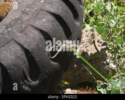 Close-up view of two common wall lizards Podarcis muralis sunbathing on an old tractor tire and a concrete block in a village backyard. Stock Photo