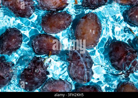 Fresh plums submerged in clear water with splashes top view. Stock Photo