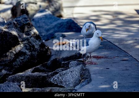 Two seagulls perched on rocks near the water with one calling out, Granville Island,Aquabus Ferry Dock, Vamcouver, BC, Canada Stock Photo
