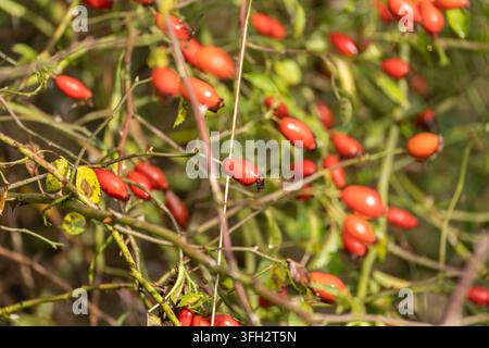 Elongated orange rose hips hang among tangled thorny stems. Sparse leaves and crossing branches frame the bright fruit. Stock Photo