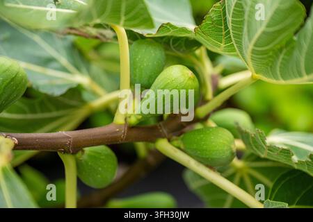 Unripe green figs (ficus carica) growing on a tree on the isle of wight, UK Stock Photo