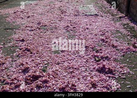 Confetti-like petals from a pink Kanzan cherry tree littering the pavement on Cecille Park in Crouch End, north London Stock Photo