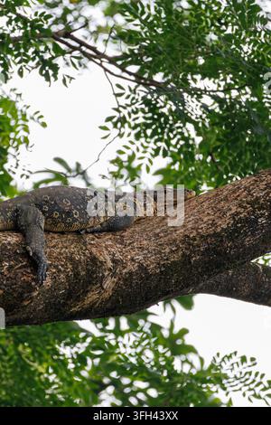 Asian Water Monitor Resting on Tree Branch in Tropical Greenery Stock Photo