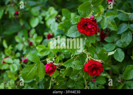 Rosa ‘Flammentanz’, a climbing rose with richly colored crimson-red, full double flowers carried in clusters among glossy green foliage. Stock Photo