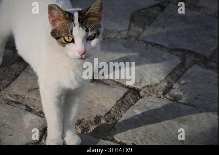 photograph of a white and tabby cat standing on stone tiles, with bright sunlight illuminating its face and casting a distinct feline shadow on the ground. Stock Photo
