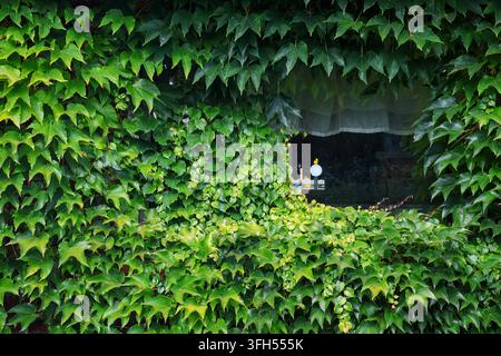 Green ivy plant leaves completely covering an old brick wall with a small window opening Stock Photo