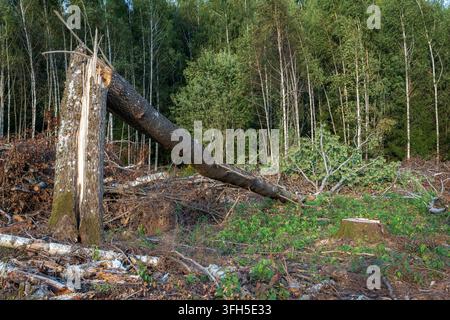 Broken tree trunk left hanging after forest clearing with logging debris and cut stumps Stock Photo