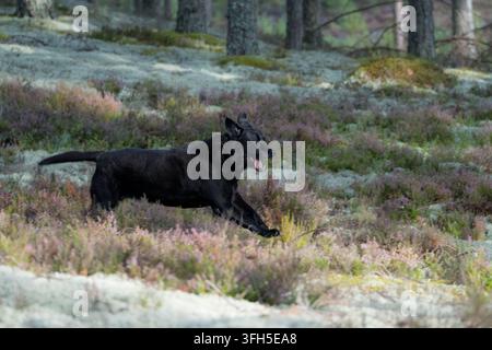 Black Labrador Retriever running through blooming purple heather in a pine forest Stock Photo