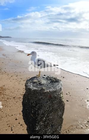 Seagull on a groyne on the beach Stock Photo