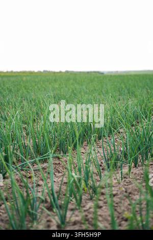 Green onion plants growing in rows on agricultural field under bright sky, farming vegetables Stock Photo