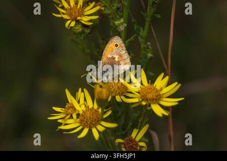 A detailed macro shot of a Small Heath butterfly (Coenonympha pamphilus) perched on vibrant yellow ragwort wildflowers. The close-up showcases the but Stock Photo