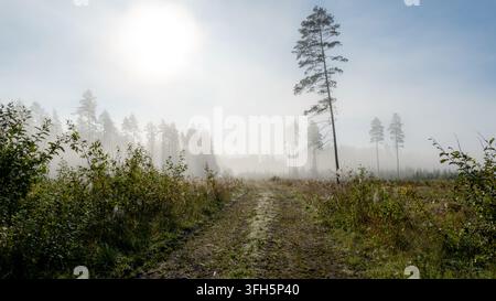 Misty forest landscape with a dirt road, tall pine trees and soft morning sunlight shining through dense fog in a peaceful rural woodland. Stock Photo