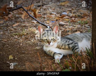 Horizontal photograph of a tabby and white cat lying down on earthy ground surrounded by scattered dry leaves and twigs outdoors. Stock Photo