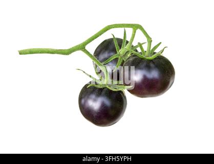 Tomato. Tomatoes on the Vine with a clipping path, isolated on white. Branch of tomatoes. Stock Photo