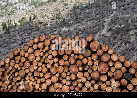 A large stack of freshly cut logs. Fallen tree trunks after wind storm in the background. Stock Photo