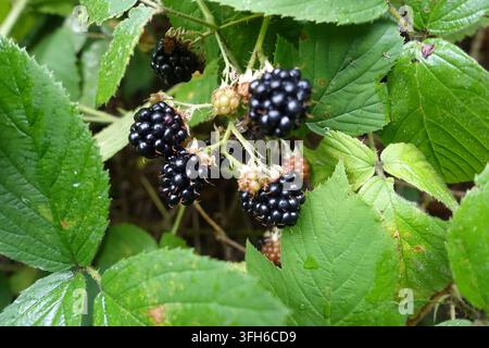 Close-up of ripe blackberries and developing berries growing naturally among dense green bramble leaves. Stock Photo
