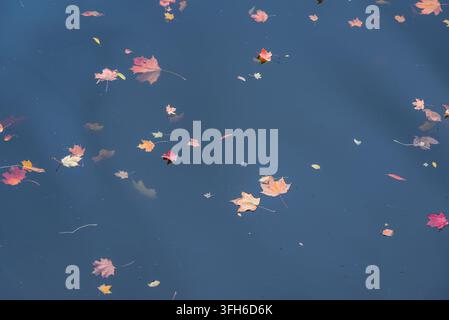 Colorful autumn leaves floating on deep blue water surface, with warm red, orange, pink and yellow leaves Stock Photo