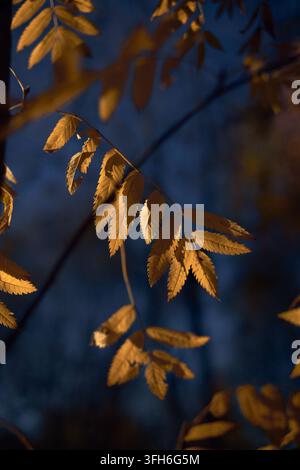 Golden autumn leaves and slender branches glow in warm low light against a deep blue forest background. Soft focus, shadows, and rich color create a q Stock Photo