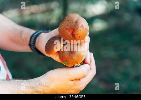 Close-up of suede bolete mushrooms, Xerocomus subtomentosus, growing in a forest. Warm brown caps contrast with a soft green background and shallow de Stock Photo
