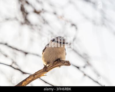 Eurasian nuthatch or wood nuthatch, lat. Sitta europaea, sitting on a tree branch with a blurred background. Gray and Orange colored small bird with a Stock Photo
