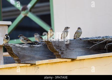 House sparrows (Passer domesticus) roosting in a row on a weathered wooden beam, two males among them, North Coast, Matrouh, Egypt Stock Photo
