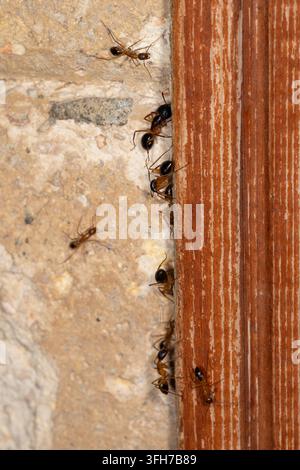 Egyptian carpenter ants (Camponotus aegyptiacus) trailing along a wooden frame on a plaster wall at night, Cairo, Egypt Stock Photo