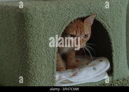 A ginger tabby cat peers out from inside a cat tree cubby. Stock Photo