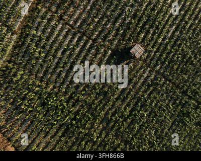 Aerial view of lush green tobacco plants growing in perfectly aligned ...
