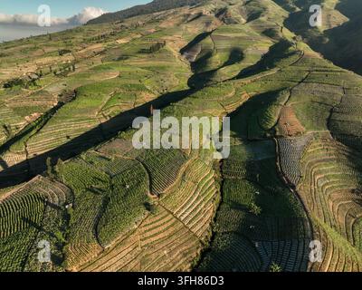 Aerial view of lush green tobacco plants growing in perfectly aligned ...