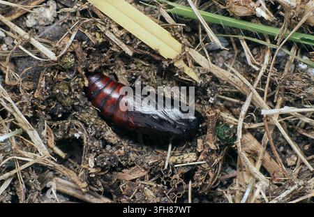 LAWN ARMYWORM MOTH PUPA (SPODOPTERA MAURITIA) EXPOSED IN SOIL DEBRIS. AUSTRALIA. Stock Photo