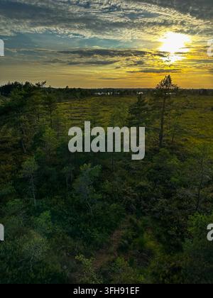 Serene northern landscape at sunset, with young pine trees, low shrubs, open meadow and dramatic cloud cover glowing in warm golden light. Ideal for t Stock Photo