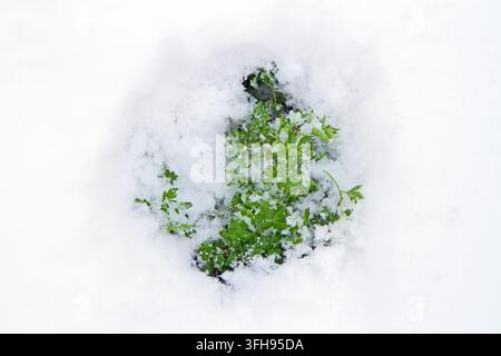 Green grass parsley under the snow. Green plant under snow in winter Stock Photo