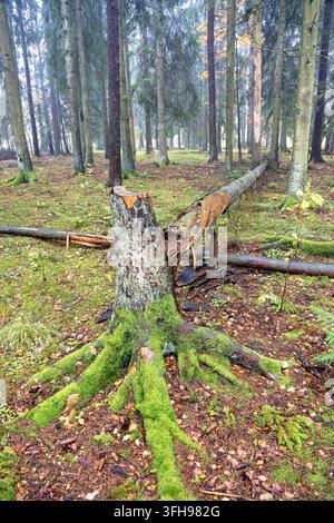 Tree stump with a fallen trunk in a spruce forest Stock Photo