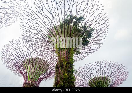 Low angle view of the iconic Supertree structures at Gardens by the Bay in Singapore against a bright overcast sky. Stock Photo