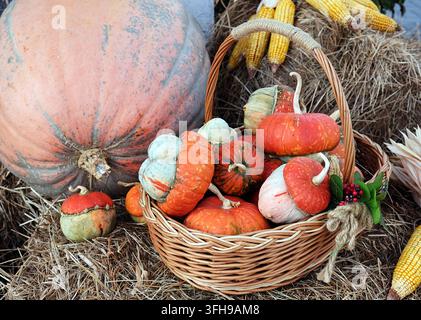 Autumn basket with small pumpkins and ears of corn in an autumn park on a haystack. Autumn still life. Stock Photo