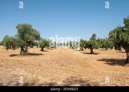 Wide view of a traditional Spanish olive grove with a central clearing. Stock Photo