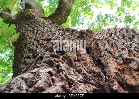 Close up of tree bark texture looking upwards towards the green leaves and branches in autumn Stock Photo